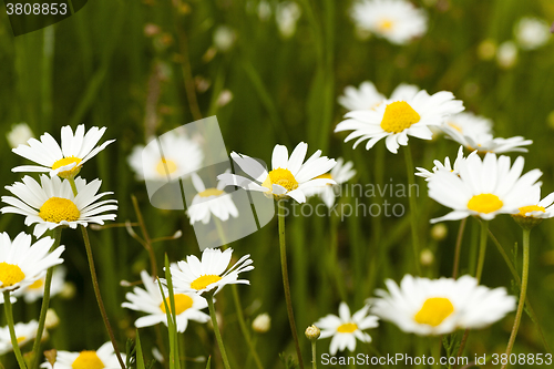 Image of white daisy . spring