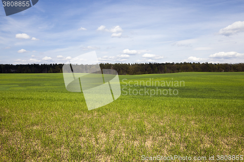 Image of wheat field in spring 