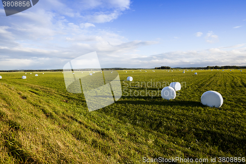 Image of harvesting grass for feed  