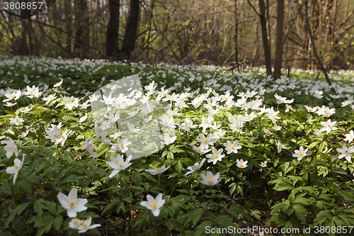 Image of   spring flowers in white