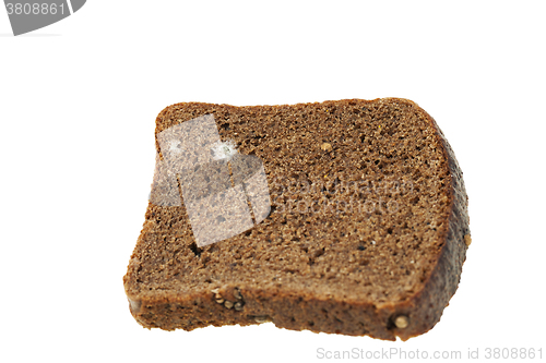 Image of bread mold. close-up  