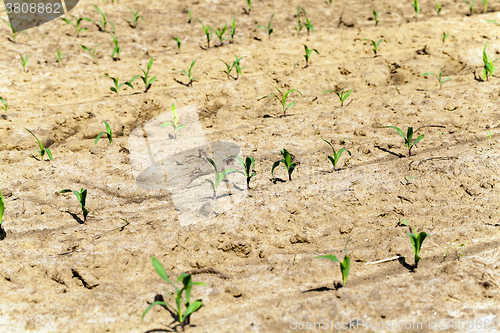 Image of young corn plants  