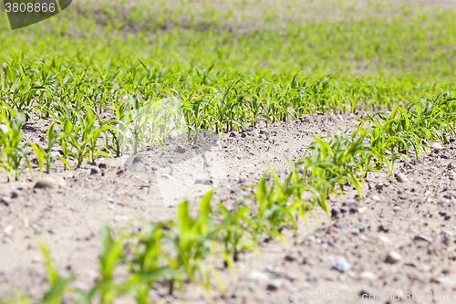 Image of corn field. close-up  