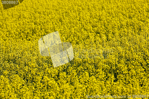 Image of close-up of rape. Spring  