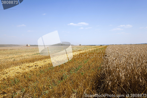 Image of  collect ripe harvest  