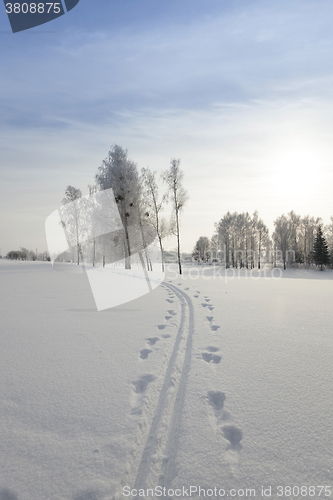 Image of trees in winter  