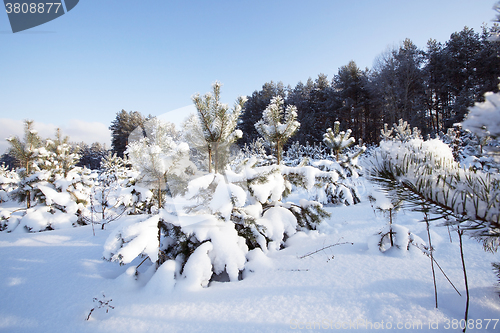 Image of spruce forest,   winter 