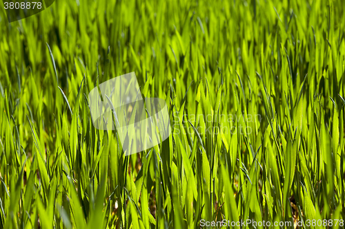 Image of Wheat close up  