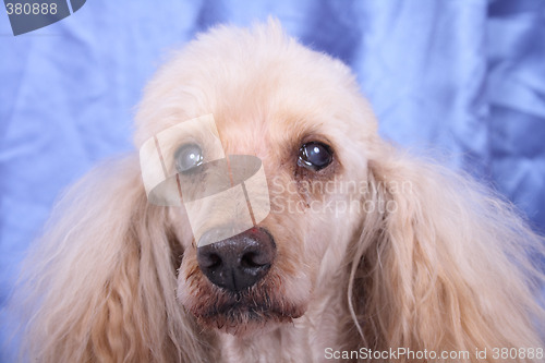 Image of head of poodle