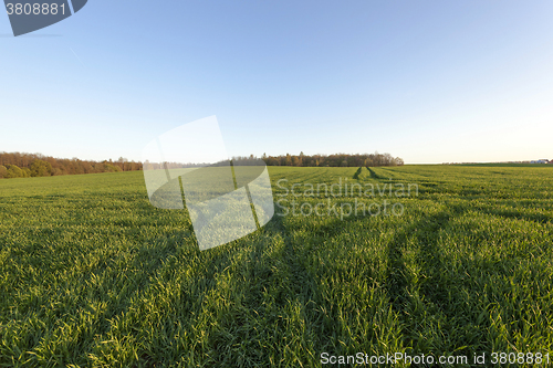 Image of immature cereals , field