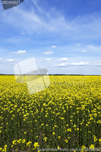 Image of Field with rape  