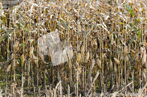 Image of Field of dried corn  