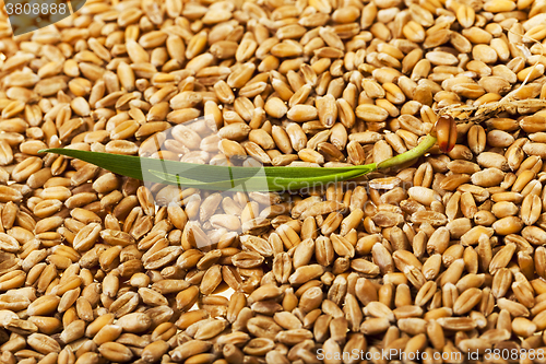 Image of wheat , close up 