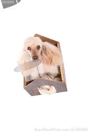 Image of poodle and small home