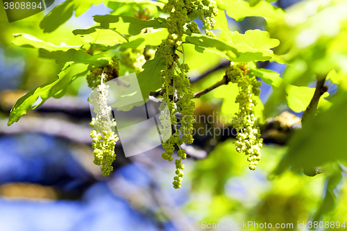 Image of Flower closeup oak  