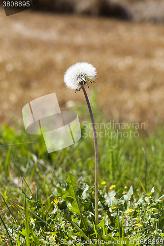 Image of ripened dandelion .  close-up