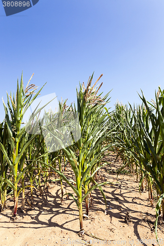 Image of unripe green corn 