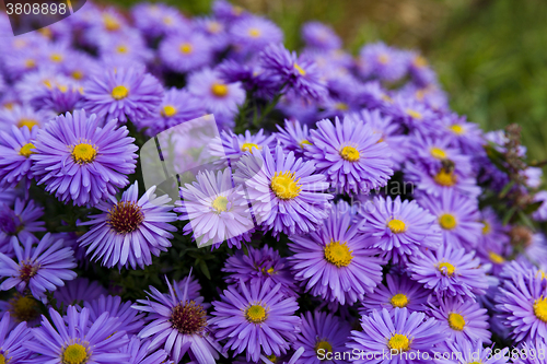 Image of purple flowers , close-up 