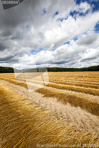 Image of  Agricultural field ,  flax  