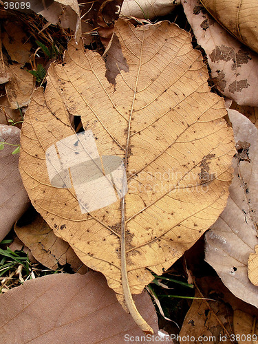 Image of Dead Teak Leaf