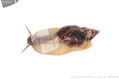 Image of snail