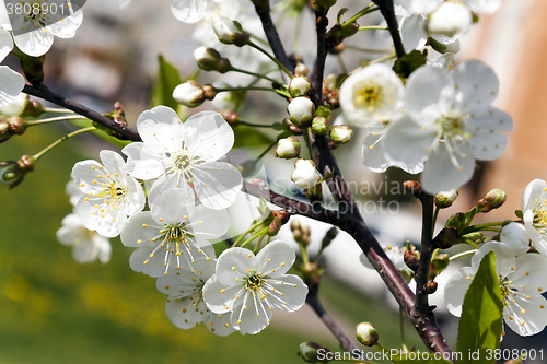Image of cherry blossom ,  spring  