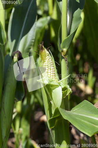 Image of corn field .  green  