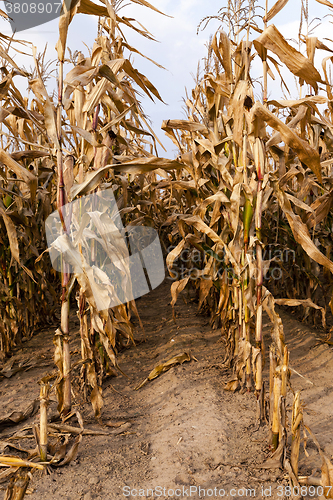 Image of ripe corn in the agricultural field  