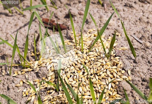 Image of little sprout Cereal 