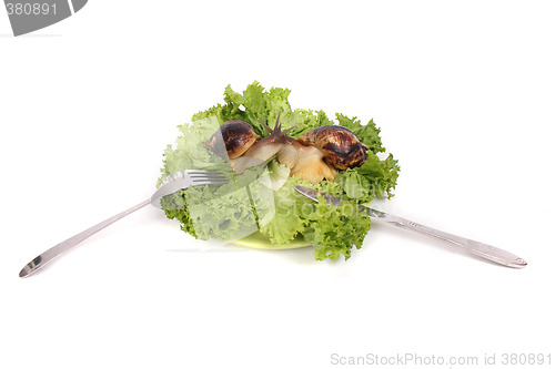 Image of snails as dinner