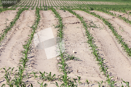 Image of agricultural field with corn  