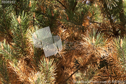 Image of dried spruce, close-up  