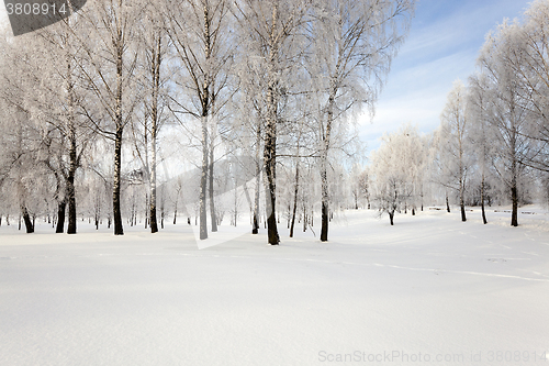 Image of trees in winter  