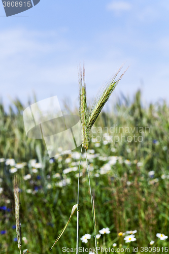 Image of  unripe green cereals    