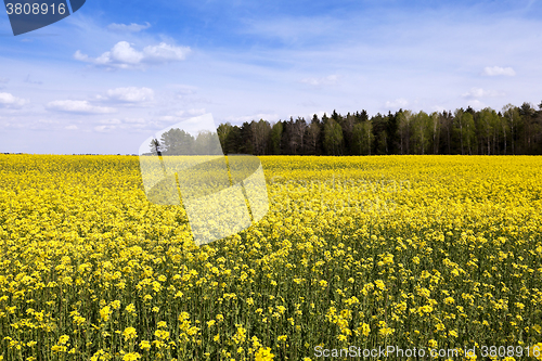 Image of Field with rape  