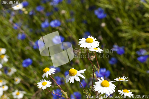 Image of chamomile with cornflowers 