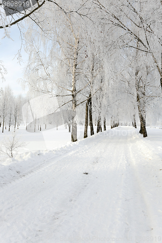 Image of trees in winter  