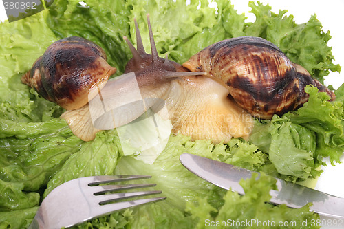 Image of snails as dinner
