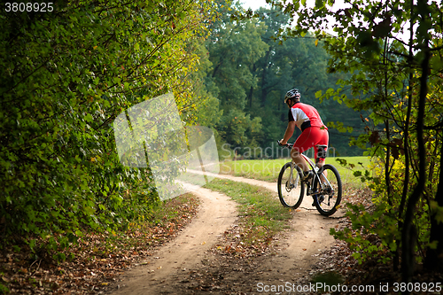 Image of Rider on Mountain Bicycle it the forest