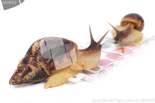 Image of snails and watercolors