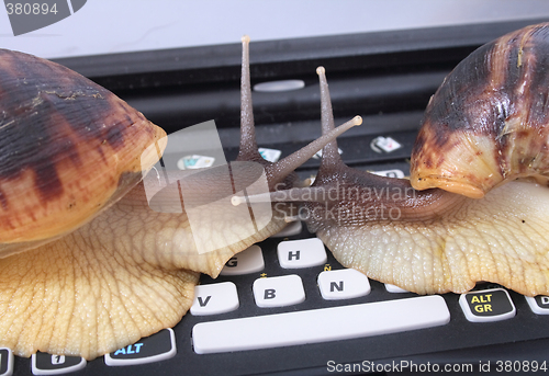 Image of snails and keyboard