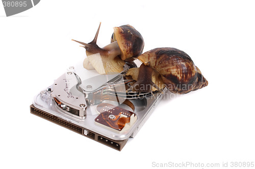 Image of snails and data