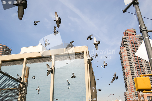 Image of Pigeons flying in Manhattan