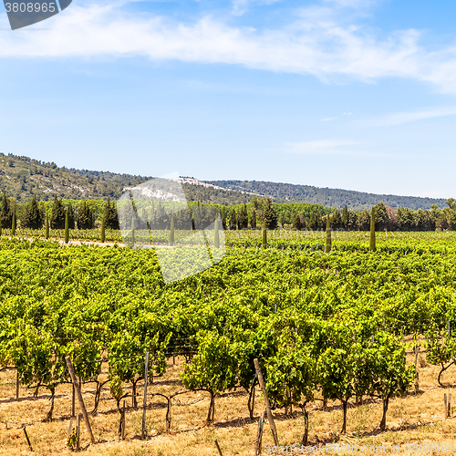 Image of Provence vineyard