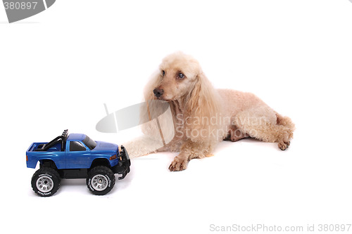 Image of poodle and the car