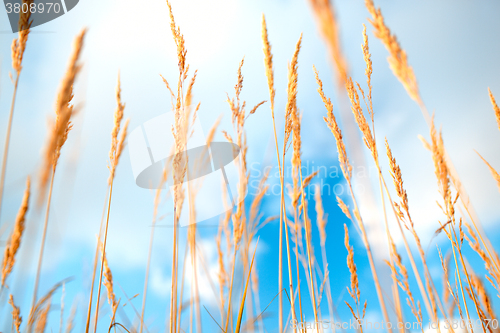 Image of Grass ears.