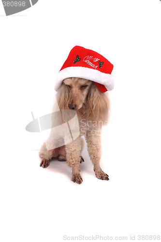 Image of poodle and the xmas