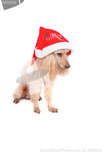 Image of poodle and the xmas