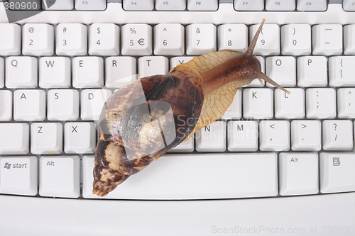 Image of snail and keyboard