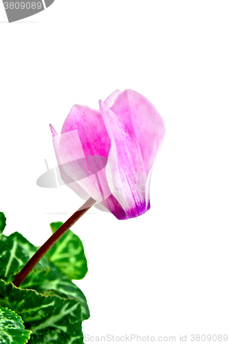 Image of Cyclamen pink